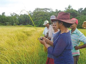 ලබුදූවෙන් වැඩි අස්වැන්නක් සහිත කෙටි කාලීන නව වී වර්ගයක්