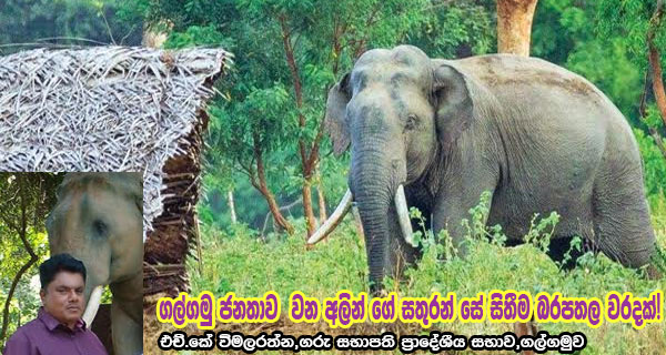 ගල්ගමු ජනතාව  වන අලින් ගේ සතුරන් සේ සිතීම බරපතල වරදක්!