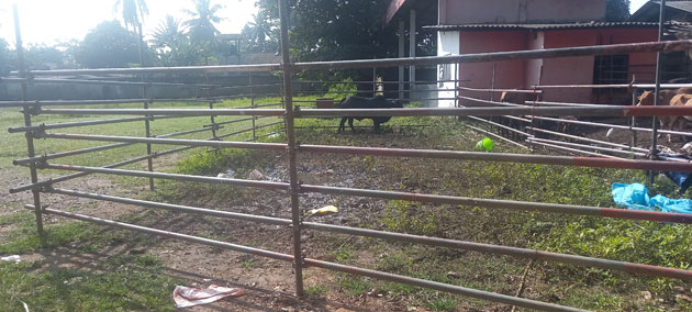 නැගෙනහිරට යවන්න සිටි ගවයන් දහ තුනක් වස්කඩුවේ දී හොරු අරන් ගිහින්!