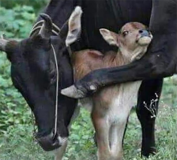 sithum-siththam-cow