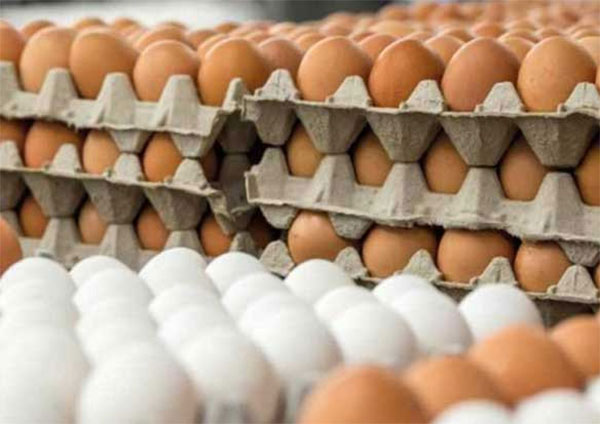 බිත්තර ආනයනයට ටෙන්ඩර් කැඳවයි