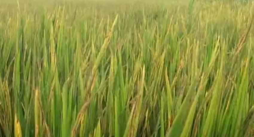 ගොයම කහ වීම වළකන්න බණ්ඩි පොහොර යොදන්න