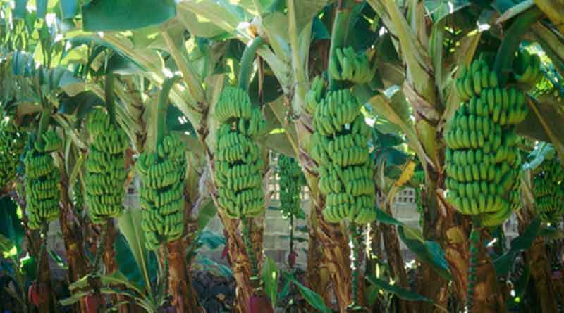 වාහන වලින් පැමිණ වගා බිම් වල ඵලදාව සොරා කති.