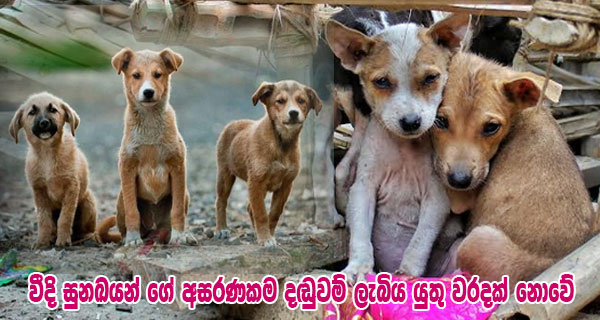 වීදි සුනඛයන් ගේ අසරණකම දඬුවම් ලැබිය යුතු වරදක් නොවේ