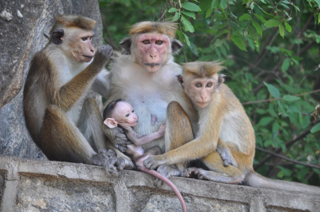 “චීනය ලංකාවෙන් රිලවුන් ඉල්ලා නැහැ”-චීන තානාපති කාර්යාලය