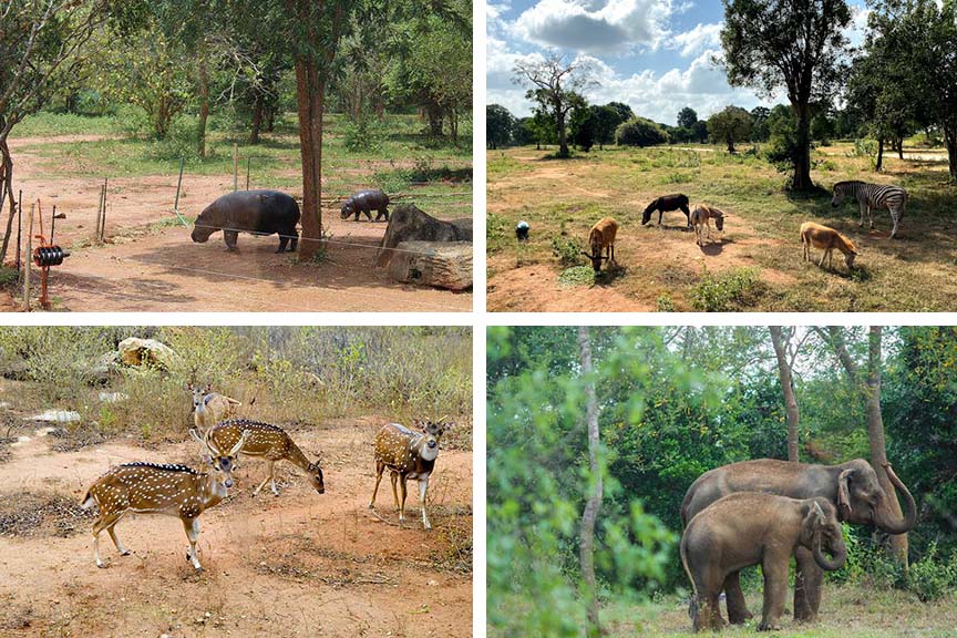 රිදියගම සෆාරි උද්යානය ගැන සොයන්නැයි CIDයට කියයි