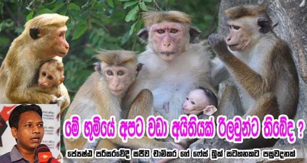 මේ භූමියේ අපට වඩා අයිතියක් රිලවුන්ට තිබේද?ජ්‍යෙෂ්ඨ පරිසරවේදී සජීව චාමිකර තැබූ ෆේස්බුක් සටහනකට පසුවදනක්