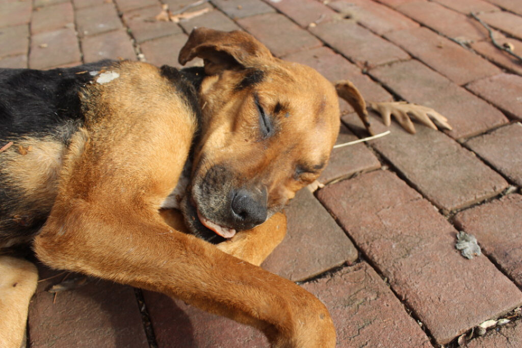 පොලිස් වෙඩි පහරකින් සුනඛයෙක් මරුට තරුණයකුට තුවාල