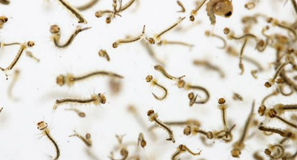 මදුරු කීට ඝණත්වය ශීඝ්රයෙන් ඉහළට