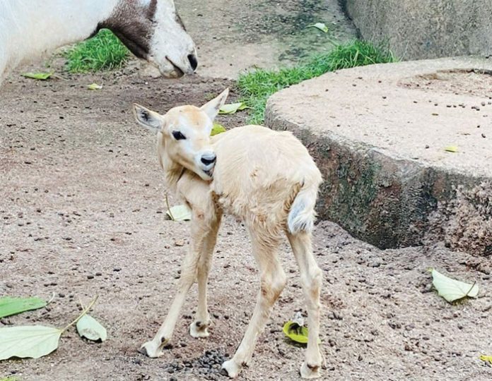 මසට ගෙන යමින් සිටි එළදෙනට මහියංගනයේ දී “දරු සම්පතක්”