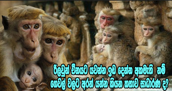 රිලවුන් චීනයට යවන්න ඉඩ දෙන්න අකමැති  නම් ගෙවල් වලට අරන් යන්න කියන කතාව සාධාරණ ද?