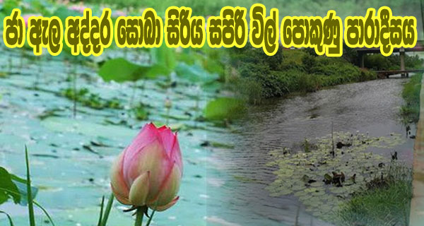 ජා ඇල අද්දර සොබා සිරිය සපිරි විල් පොකුණු පාරාදීසය