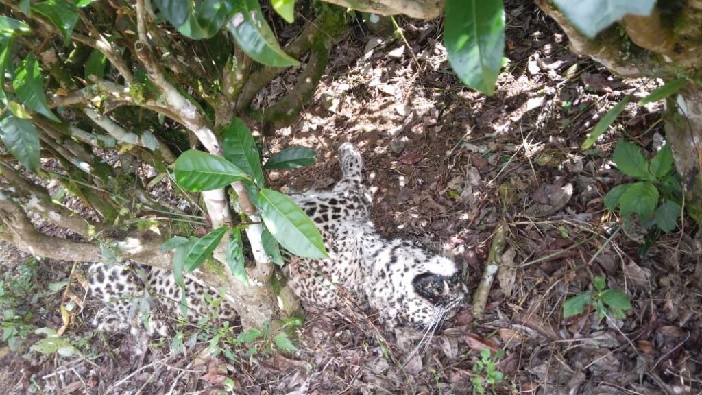 කොටි පැටවකුගේ සිරුරක් හමුවෙයි