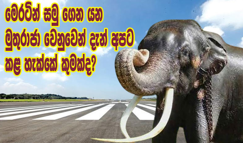 මෙරටින් සමු ගෙන යන මුතුරාජා වෙනුවෙන් දැන් අපට කළ හැක්කේ කුමක්ද?