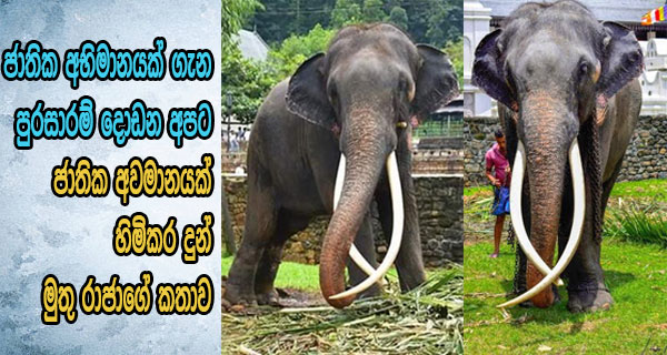 ජාතික අභිමානයක් ගැන පුරසාරම් දොඩන අපට ජාතික අවමානයක් හිමිකර දුන් මුතු රාජාගේ කතාව