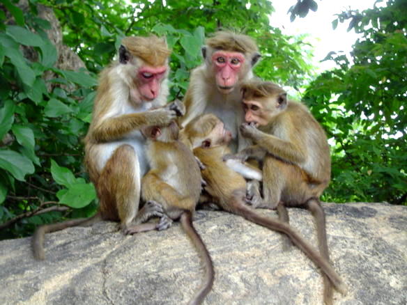 රිලවුන් ගේ චීන ගමන ඇනහිටියි