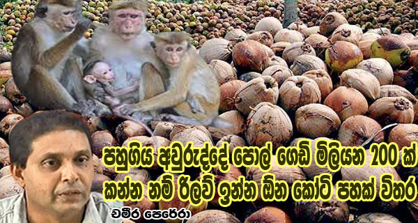 පහුගිය අවුරුද්දේ පොල් ගෙඩි මිලියන 200 ක් කන්න නම් රිලව් ඉන්න ඕන කෝටි පහක් විතර – චමීර පෙරේරා