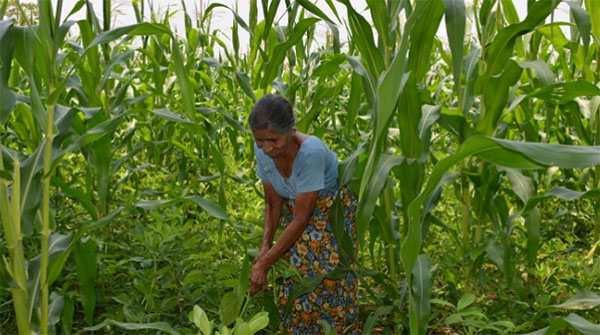 බඩඉරිඟු වගා කරන ගොවීන් සඳහා අක්කරයකට 20,000ක මුදලක්