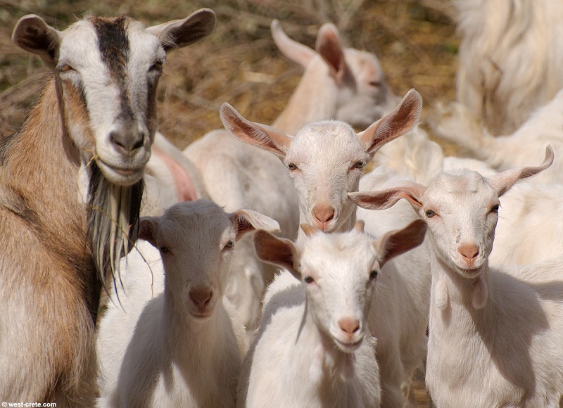 අඩු ආදායම්ලාභී පවුල්වලට එළුවන් 70,000ක්