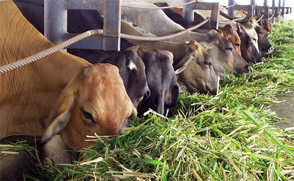 කිරි ගව පාලනයට ප්‍රංශයෙන් යුරෝ ලක්ෂ හතක්