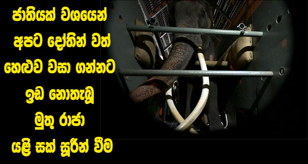 ජාතියක් වශයෙන් අපට දෝතින් වත් හෙළුව වසා ගන්නට ඉඩ නොතැබූ මුතු රාජා යළි සක් සූරීන් වීම