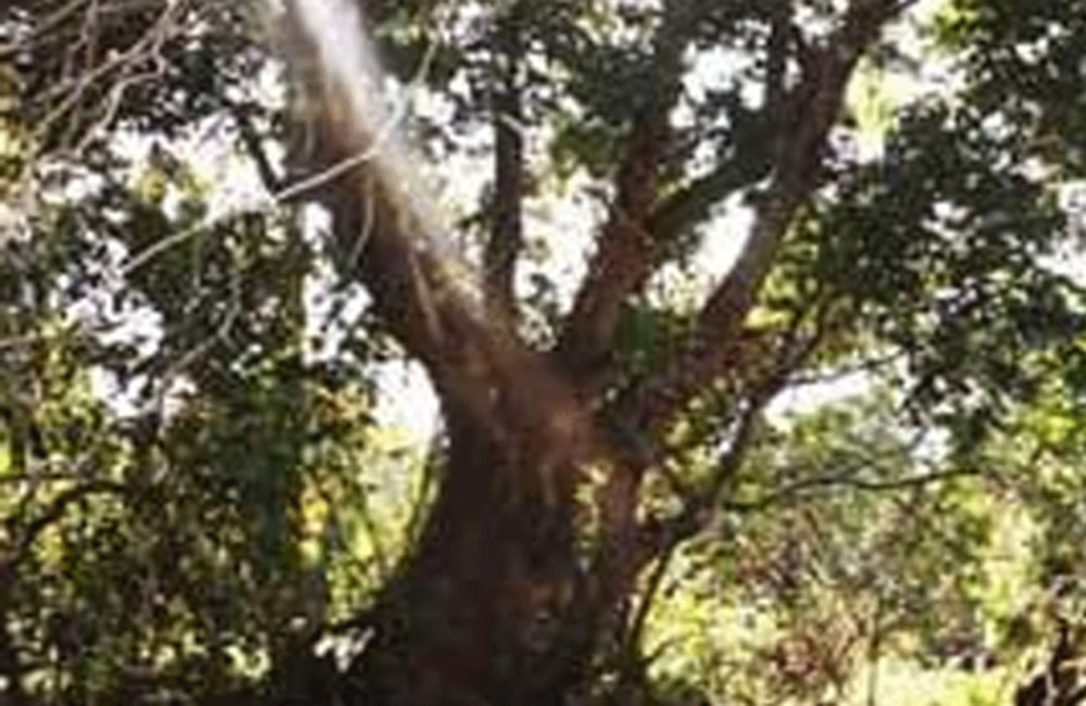 පඬු කරඳ පැළ 25 ක් මාර්ග සංවර්ධන අධිකාරියට