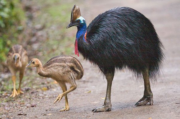 මුතු රාජා නැවත ඉල්ලා ගත් තායිලන්තයෙන් ශ්‍රී ලංකාවට “පැස්බරු”