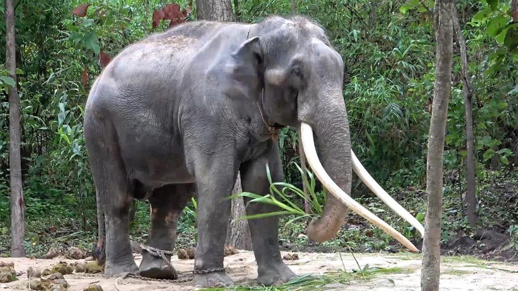 සක්සූරින් “හිස වනමින්” සතුටින් ඉන්නවා