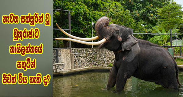 නැවත සක්සූරින් වූ මුතුරාජාට තායිලන්තයේ සතුටින් ජීවත් විය හැකි ද?