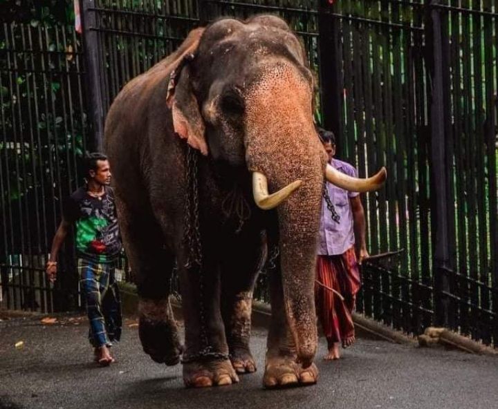 තායි රාජා නැවත තායිලන්තයට ගෙන යන්න හැදුවොත් නඩු දානවා