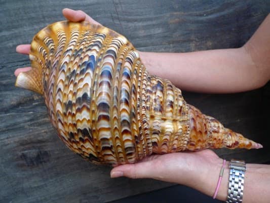 වාලම්පුරි බෙලි කටුවක් ලක්ෂ පනස් හයකට විකුණන්න ගිහින් මාට්ටු !