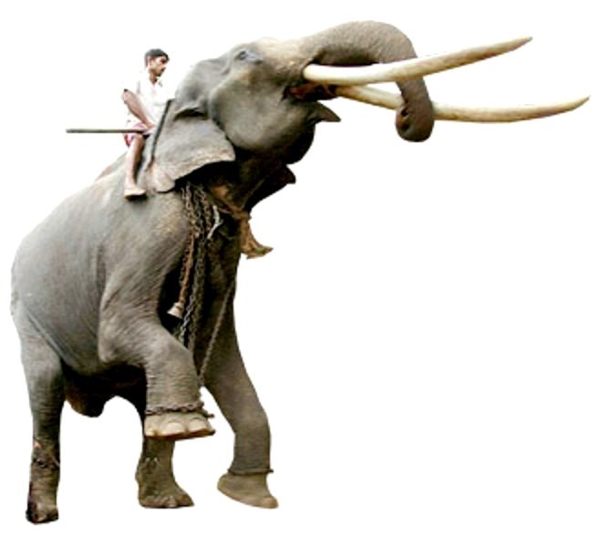 ඇත්ගොව්වන්ට පුහුණු පාඨමාලාවක්