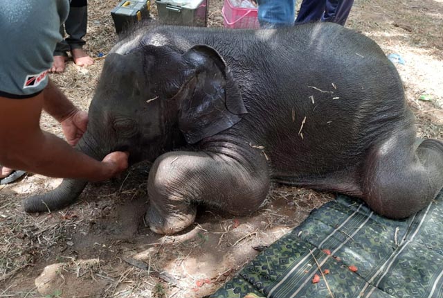 වෙල මැද අතරමං වූ මාස තුනේ අලි බබා වන ජීවී භාරයට