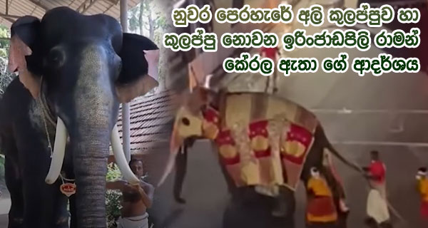 නුවර පෙරහැරේ අලි කුලප්පුව හා කුලප්පු නොවන ඉරිංජාඩපිලි රාමන් කේරල ඇතා ගේ ආදර්ශය