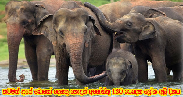 elephantday2