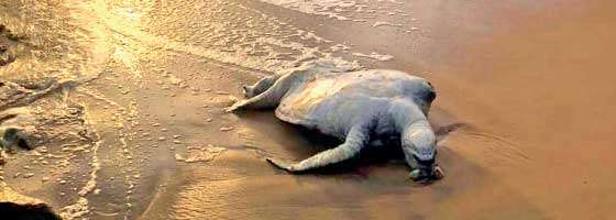 වෙරළට ගොඩ ගැසූ කැස්බෑවුන් මියයාමට හේතුව මුහුදේ කළ පිපිරවීමක්