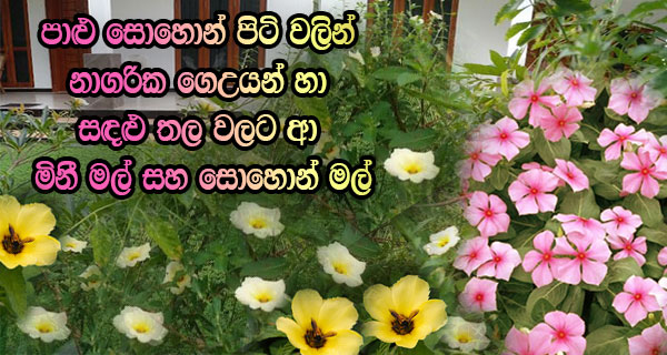 පාළු සොහොන් පිටි වලින් නාගරික ගෙඋයන් හා සඳළු තල වලට ආ මිනී මල් සහ සොහොන් මල්