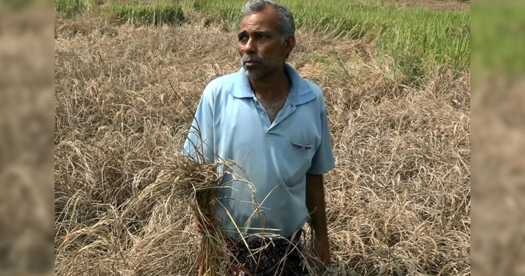 වලවේ ගොවි බිම් අක්කර 13,000ක් ජලය නැතිව විනාශ වෙලා