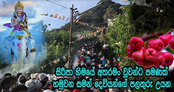 සිරිපා හිමයේ අතරමං වූවන්ට පමණක් හමුවන සමන් දෙවියන්ගේ පලතුරු උයන