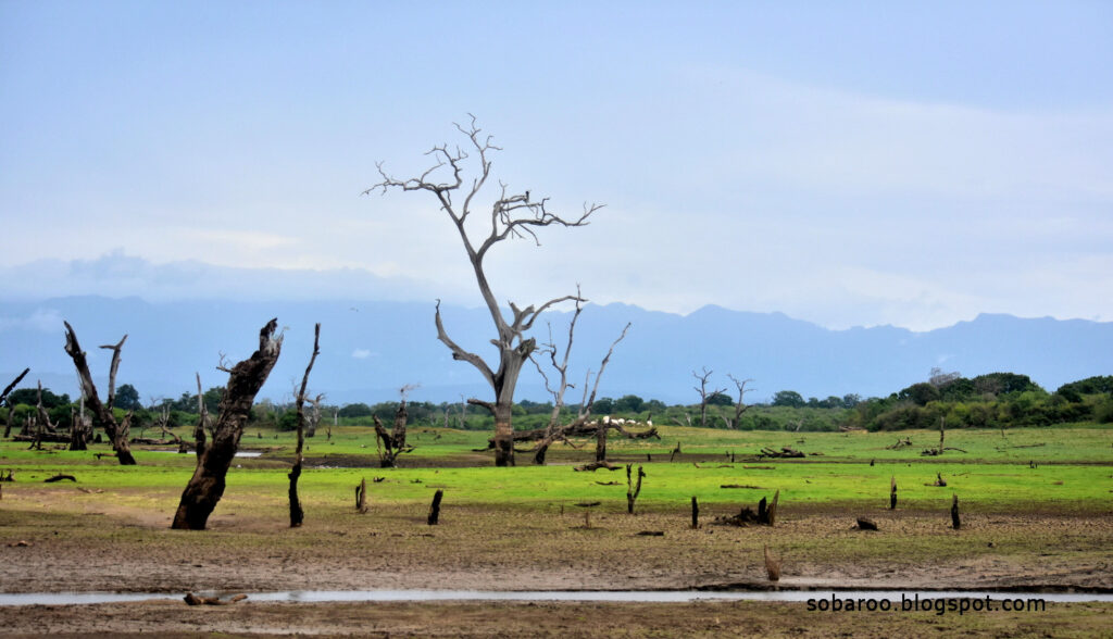  ගොවිබිම් වලට උඩවලවේ ජලය බෙදා හමාරයි