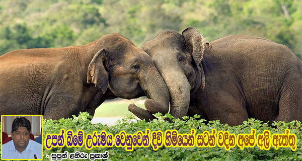 උපන් බිමේ උරුමය වෙනුවෙන් දිවි හිමියෙන් සටන් වදින අපේ අලි ඇත්තු