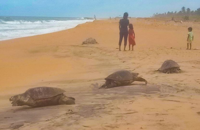 ගල්කිස්ස මීගමුව අතර වෙරළේ කැස්බෑ සිරුරු
