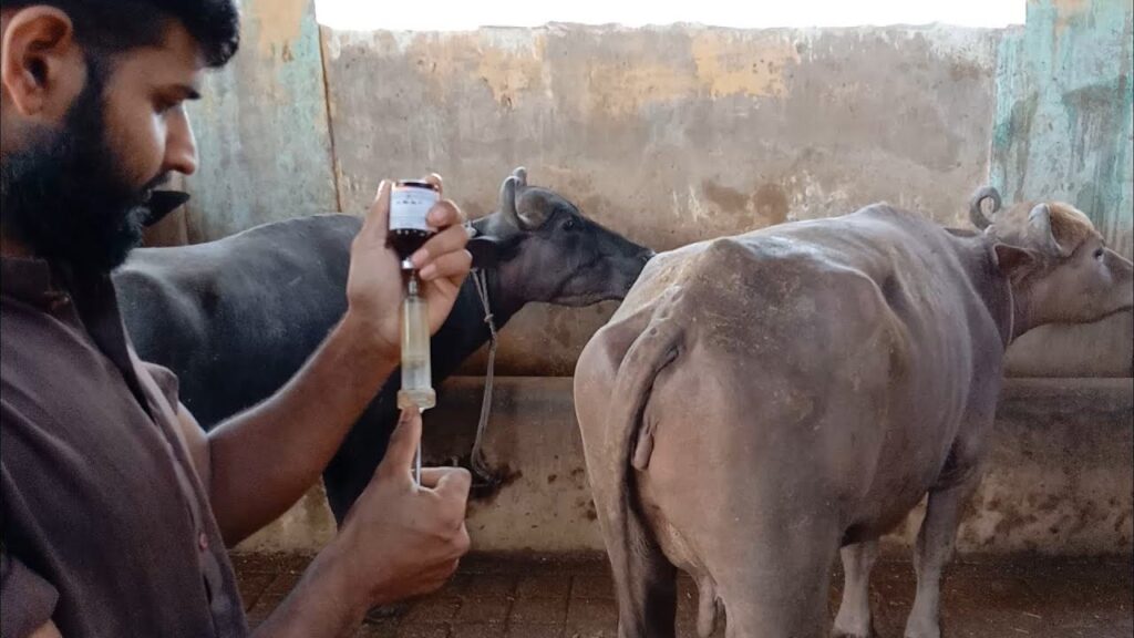 සේවාව වැඩිපුර අවශ්‍ය ප්‍රදේශ වලට රජයේ පශු වෛද්‍යවරුන්ට මාරු වීම්