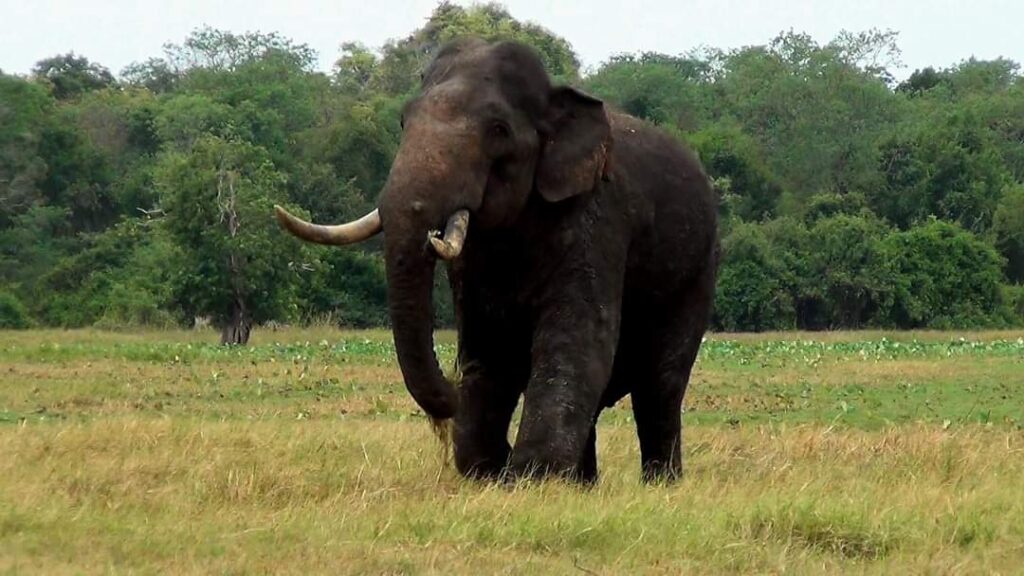 අග්බෝට අක්කර කාලක “සුවඳැල්” තිළිණයක්