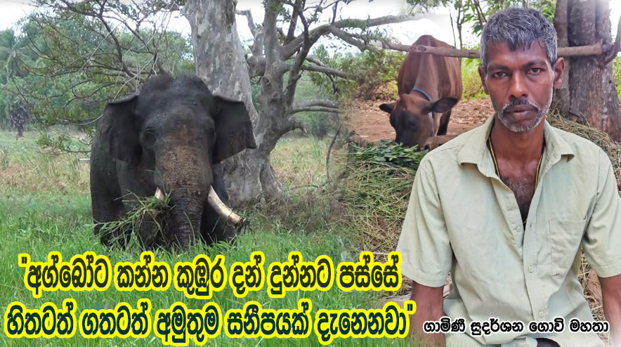 “අග්බෝට කන්න කුඹුර දන් දුන්නට පස්සේ හිතටත් ගතටත් අමුතුම සනීපයක් දැනෙනවා” ගාමිණී සුදර්ශන ගොවි මහතා