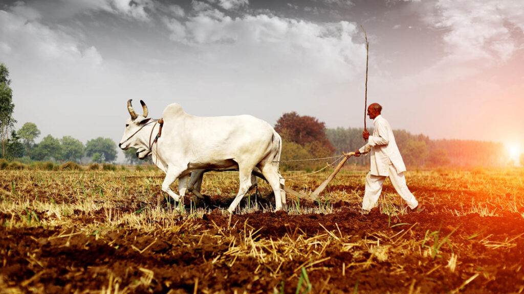 ඉන්දියාවේ කෘෂි අස්වැන්න පහත වැටීමෙන් ලොවටම බලපෑම්