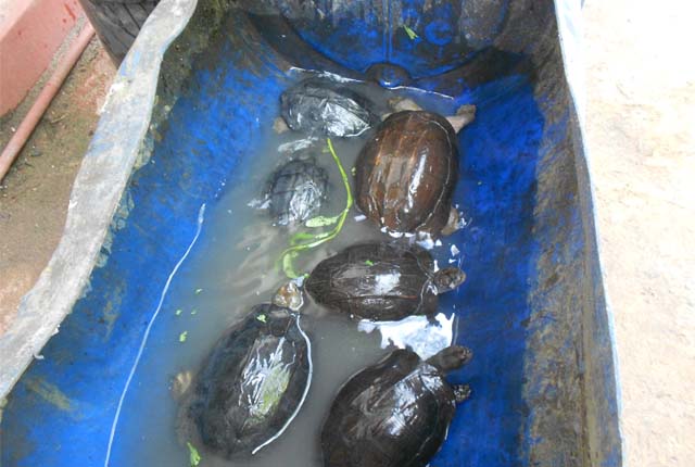 ඔන්ලයින් ක්රමයට කිරි ඉබිබන් මසට විකුණලා