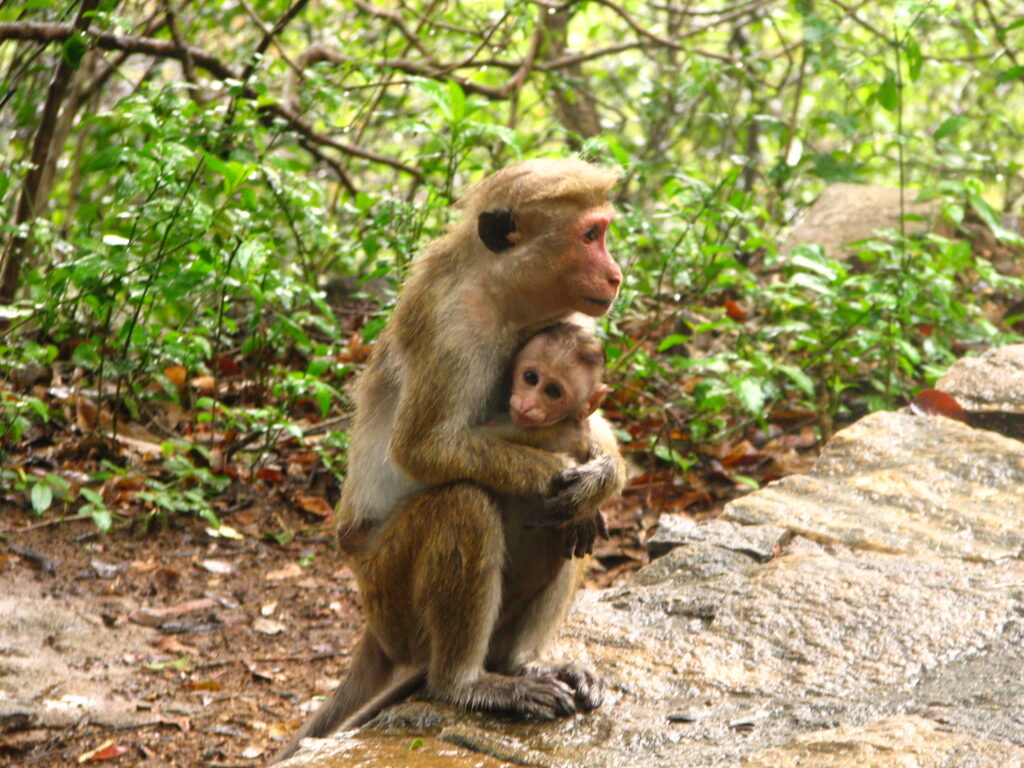 රිලවුන්ටත් වඳ සැත්කම් ?