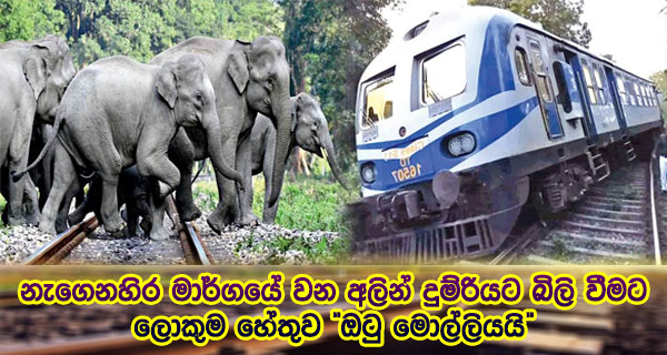 නැගෙනහිර මාර්ගයේ වන අලින් දුම්රියට බිලි වීමට ලොකුම හේතුව “ඔටු මොල්ලියයි”