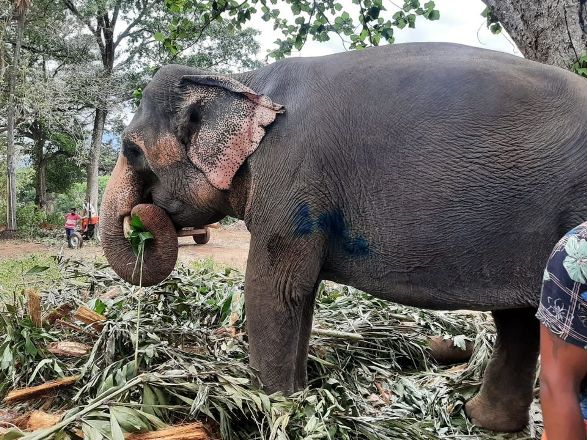 “සීතා”ට වෙඩි තැබූ සිවිල් ආරක්ෂක නිලධාරියා අත් අඩංගුවට